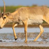Киіктерді келесі жылға дейін атуға болмайды