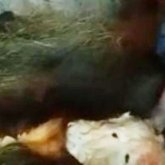 «Екі маңдайы, екі тұмсығы бар»: Батыс Қазақстанда екі басты бұзау туылды