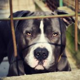 Қостанайда үш жасар қызды ит талап тастады