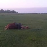 Солтүстік Қазақстанда малшыға найзағай түсіп мерт болды