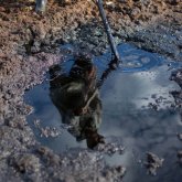 «Шөп сарғайып, мал өлімі де тіркелген»: Солтүстік Қазақстанда ауыл маңына 180 тонна улы химикат төгілген