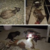 Ақтөбе облысында жүк пойызы 25 бас ешкі мен қойды қағып кетті