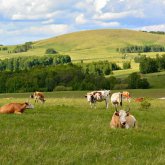 Депутат бүтіндей ауылдың жері бір ғана отбасының меншігіне өтіп кеткенін айтты