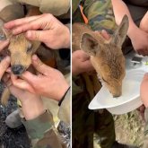 Астаналық өрт сөндірушілер өрт ортасында қалған киіктің лағын құтқарып қалды