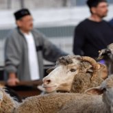 Құрбан айт қарсаңында санитарлық дәрігерлер ел тұрғындарына үндеу жасады