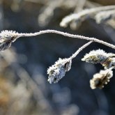 Елімізде үсік жүруі мүмкін