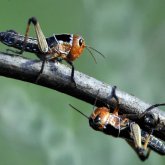 Қостанай облысындағы екі ауданда шегіртке қаптап кетті