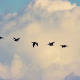 Елімізге көшіп келушілер саны күрт өсті