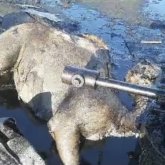 Маңғыстауда далада төгілген мұнайға түйе түсіп өліп қалған