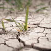 Жамбыл облысында қуаңшылыққа байланысты төтенше жағдай жариялануы мүмкін