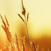 Бүгін елімізде 45 градусқа дейін ыстық болады