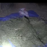 Шу ауданында шопан 60 келіге жуық марихуана дайындаған