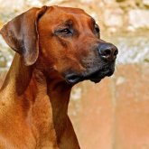 Қаратауда жеті жастағы баланы ит талап тастады