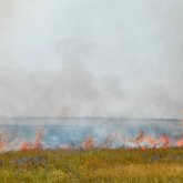 Ресей мен Қазақстан шекарасында дала өртенді