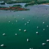 Сирек кездесетін жайт: Атырау маңына қоқиқаздар ұшып келді