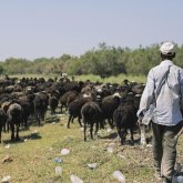 Ақмола облысында малшы әріптесін өлтірді деген күдікке ілінді