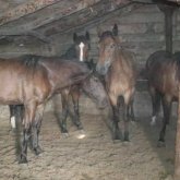 Абай облысының тұрғыны 43 млн теңгенің малын ұрлаған