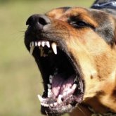 Батыс Қазақстан облысында төрт жасар баланы ит талап тастады