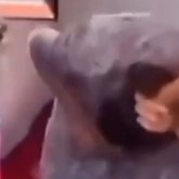 «Енесі келінінің шашын жұлған»: Шымкент полициясы видеоға қатысты пікір білдірді