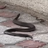 Ақтауда қаптап кеткен жыландар жұртты шошытты (ВИДЕО)