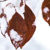 Бүгін елімізде қар аралас жаңбыр жауады