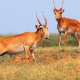 Қытайлық инвесторлар Батыс Қазақстан облысынан 100 га жер сұрап отыр