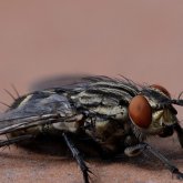 63 жастағы ер адамның ішегінен тірі шыбын табылды