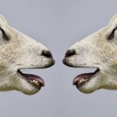 Ханафи мазғабында мәһр 2 қойдан кем болмауға тиіс - дінтанушы