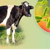 Ресейдің Атыраумен шекаралас өңірінде екі жұқпалы аурудың ошағы анықталды