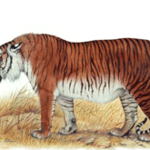 Тұран жолбарысы неліктен жойылып кетті және оны «қайта тірілту» мүмкін бе?