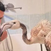 Ақтауда қоғам белсендісі құтқарған қоқиқаз балапандарының бірі өліп қалды