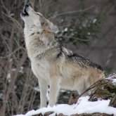 Қарағанды облысында адамдарға шабуылдаған қасқырдың көзі жойылды