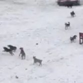 Алматы облысында бір топ қаңғыбас ит жасөспірімге шабуыл жасаған