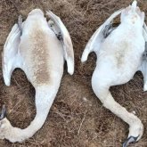 Маңғыстау облысында 30 аққудың өлексесі табылды