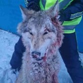 Қарқаралыны «шулатқан» қасқырдан құтырма анықталды