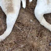 Қаракөлдегі аққулар неге өліп жатыр?