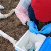 Маңғыстау облысында өлген аққулардың саны 227-ге жетті