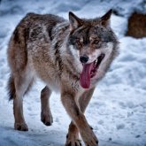 Қостанай облысында белгісіз жыртқыш қойларды қырып кетті