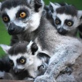 Алматы хайуанаттар бағы жаңа жануарлармен толықты