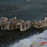 Маңғыстау облысында аққулардың қырылуы тоқтаған жоқ