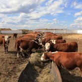 Келер жылдан бастап малдың анықтамасы QR-кодпен ғана беріледі