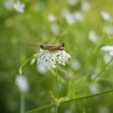 Шегірткемен күреске бюджеттен 4 млрд теңгеге жуық ақша бөлінді