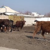 Түркістан облысындағы ауылда шибөрі қаптаған