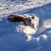 Қарға батып өлген бір үйір жылқының иесі іздестірілуде