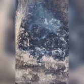 Ақтаудағы иттердің өлекселерін өртеген видео наразылық тудырды