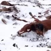 Ақмола облысында 200-ден аса жылқы аштан қырылды