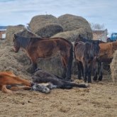 Министрлік Ақмола облысындағы жылқылардың қырылу себебін түсіндірді