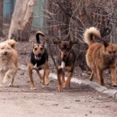 Жамбылда қаңғыбас иттер мүгедек қызды жабылып талап тастаған