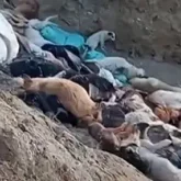 Маңғыстауда 50-ге жуық иттің өлексесі қоқыста жатыр (ВИДЕО)