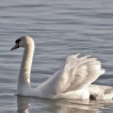 Біржанкөлге сирек кездесетін аққулар қонды